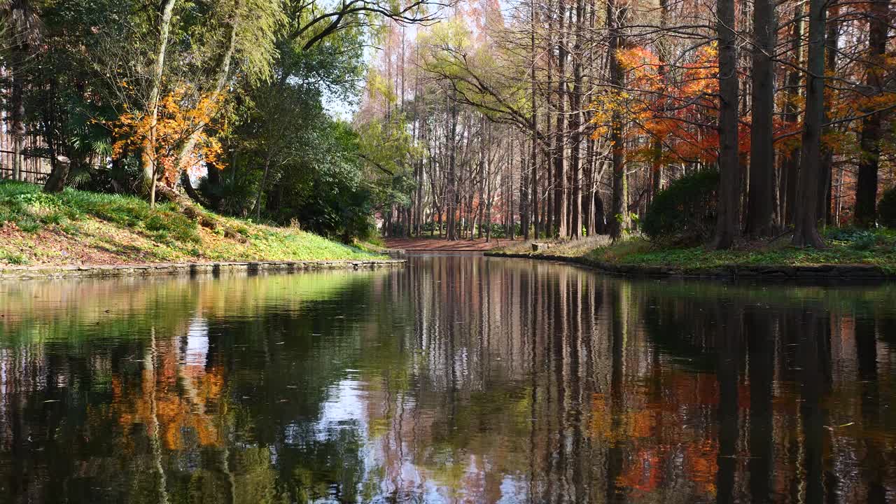 paisaje de hermoso parque forestal de otoño, árboles a la luz del sol con reflejos en el lago, loopable 4k imágenes en cámara lenta.