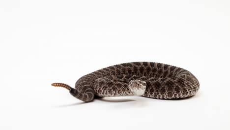 la serpiente de cascabel massasaguag sacude la cola y sisea mientras está enroscada, aislada en el fondo blanco