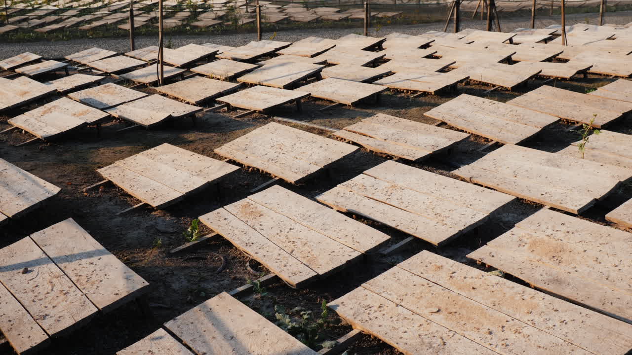 태양과 열로부터 보호하기 위해 나무 캐노피가 있는 달팽이 농장 2