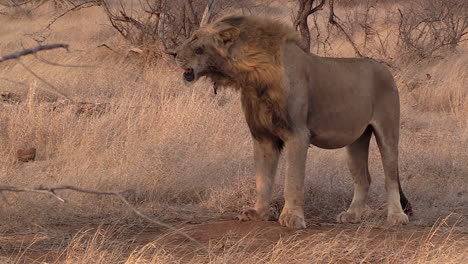 male lion in windy conditions.  zoom out