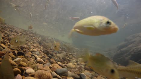 Der-Kaeng-Krachan-Nationalpark-Ist-Die-Heimat-Vieler-Fantastischer-Wildtiere-Und-Die-Bäche-Sind-Eine-Lebensquelle-Für-Frisches-Wasser,-Das-Tiere-Trinken-Und-Fische-Herumschwimmen-Können