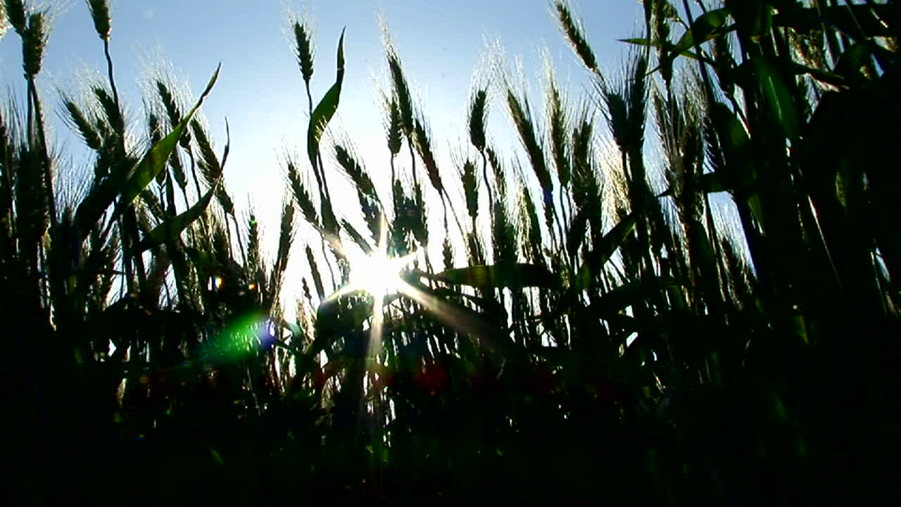la silueta de un campo de trigo se balancea en el viento