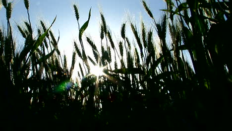 the silhouette of a wheat field sways in the wind