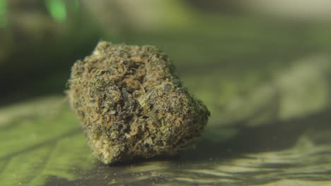 disparo panorámico de un brote de flor de cannabis o marihuana