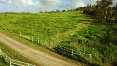 Drone-flight-over-a-pasture-with-cows