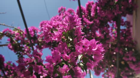 primer plano de las flores en flor bajo la luz del sol de la mañana