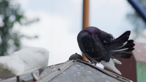 la paloma o columba livia se sube a la parte superior de la estructura de aves de techo metálico y limpia las plumas en el aviario