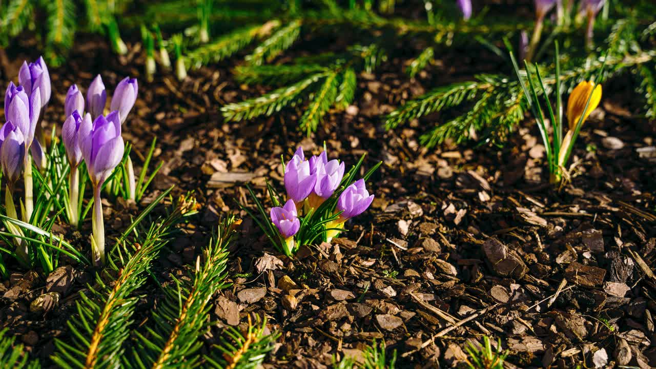 Blooming flower timelapse from sunny day to dusk. Flower petals closing in the evening. Early spring in garden. Nature awakens. Bees collect pollen from vibrant crocus flowers on a sunny spring day.