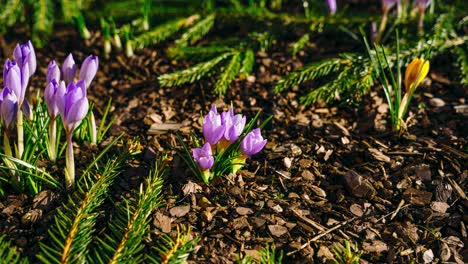 blooming flower timelapse from sunny day to dusk. flower petals closing in the evening. early spring in garden. nature awakens. bees collect pollen from vibrant crocus flowers on a sunny spring day.
