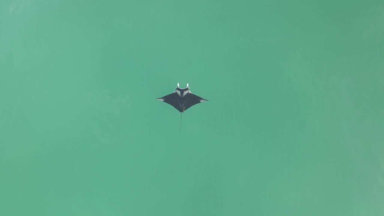 manta raya con hermosas marcas rodeada por un gran mar verde