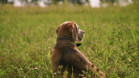 back view of dog sitting on grassy field under warm sunlight, looking into distance with relaxed posture, dog appears calm and content, surrounded by green grass and purple flowers, on a sunny day