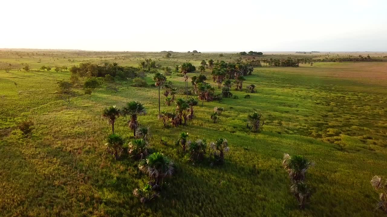 Golden hour shot of natural savannahs