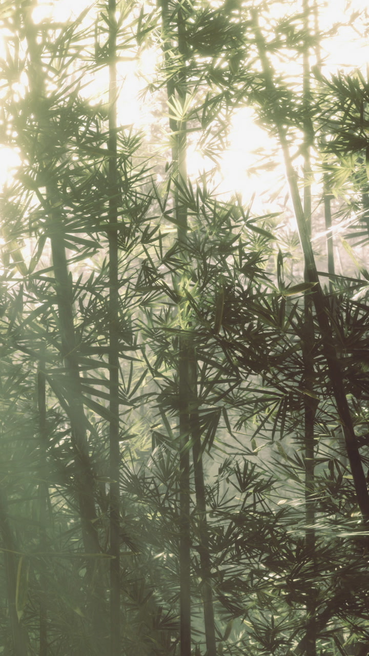 Sunlight streaming through a serene bamboo forest at dawn