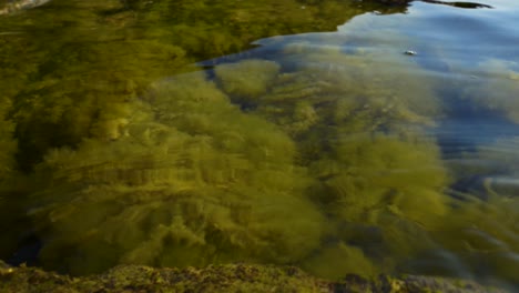 grass and algae under freshwater of ohrid lake reflecting sunlight on water surface