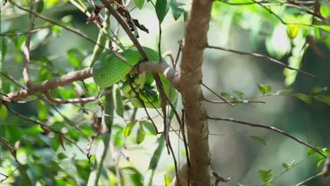 la cámara se aleja cuando esta serpiente muestra su cabeza debajo de su cuerpo mirando hacia abajo del árbol teniendo cuidado como una posición defensiva, la víbora del pozo de vogel trimeresurus vogeli, tailandia