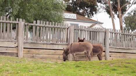 two donkeys grazing near a wooden fence