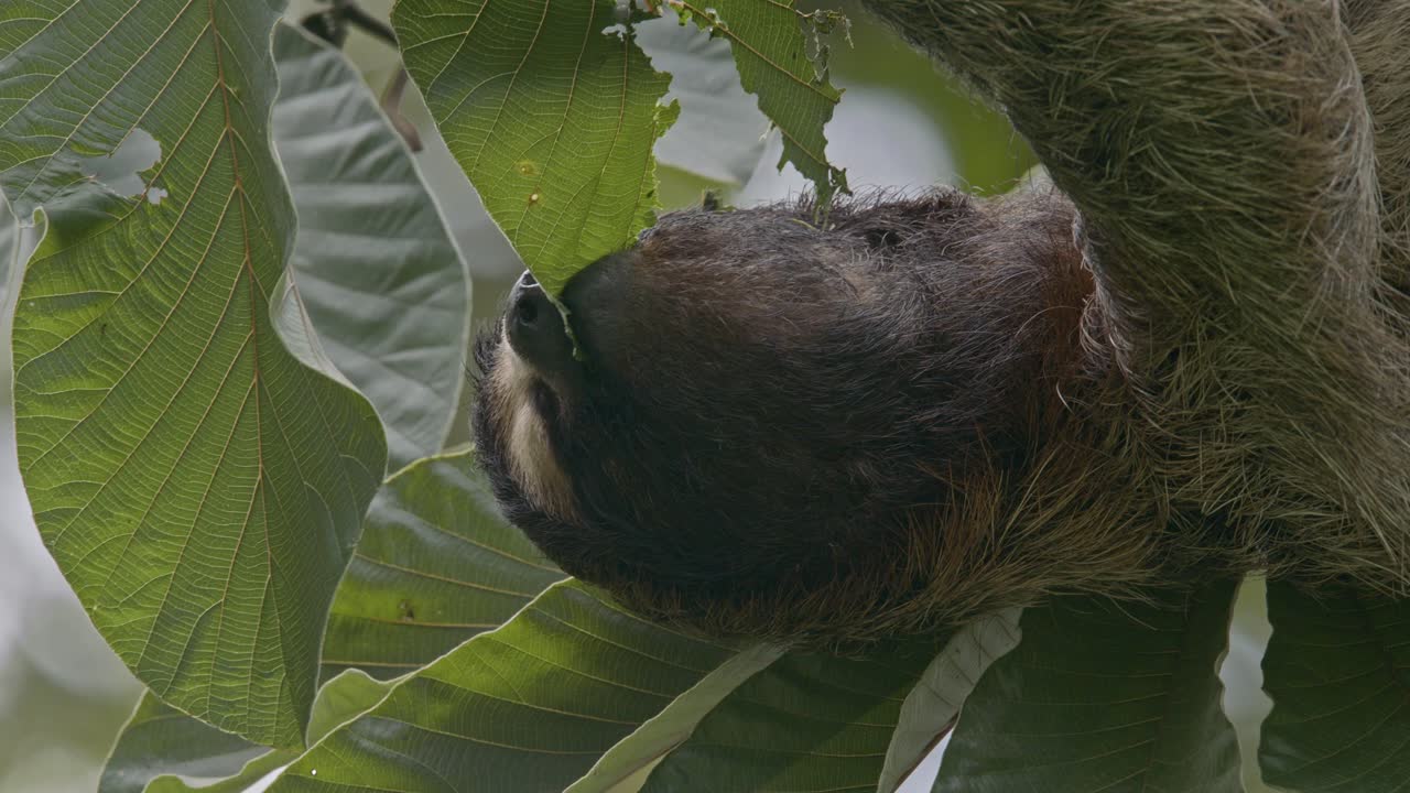 perezoso peludo camuflado en el dosel de hojas que se alimenta de la vegetación rica en cecropia