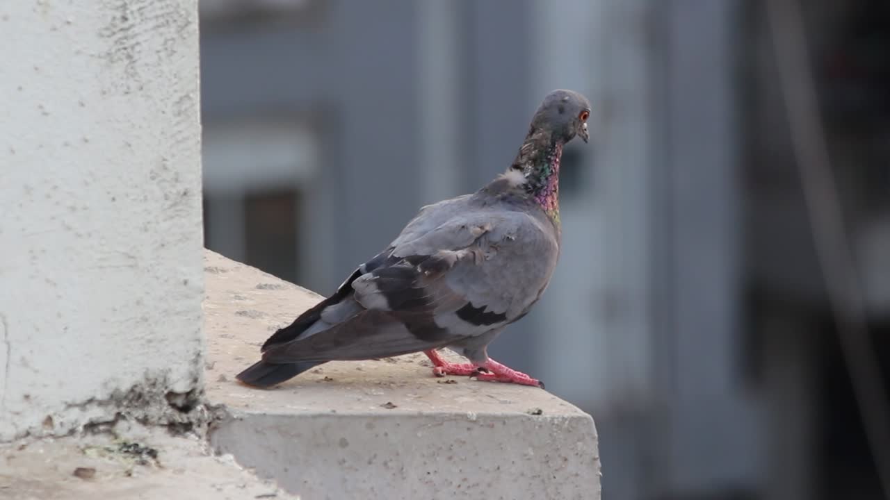 4K close-up view of pigeon perched on concrete edge in urban setting.