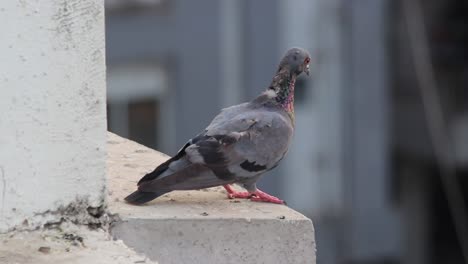 4k close-up view of pigeon perched on concrete edge in urban setting.