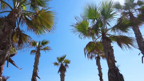 Un-Grupo-De-Palmeras-Se-Ve-Contra-Un-Cielo-Azul-Claro-A-La-Orilla-Del-Mar-Mediterráneo-En-Alicante,-España