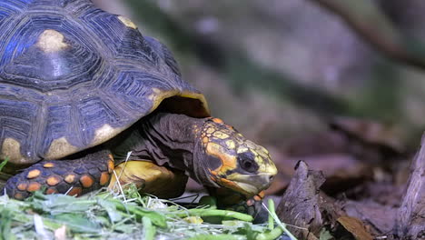 a yellow footed tortoise eating healthy green leaves on the ground - close up