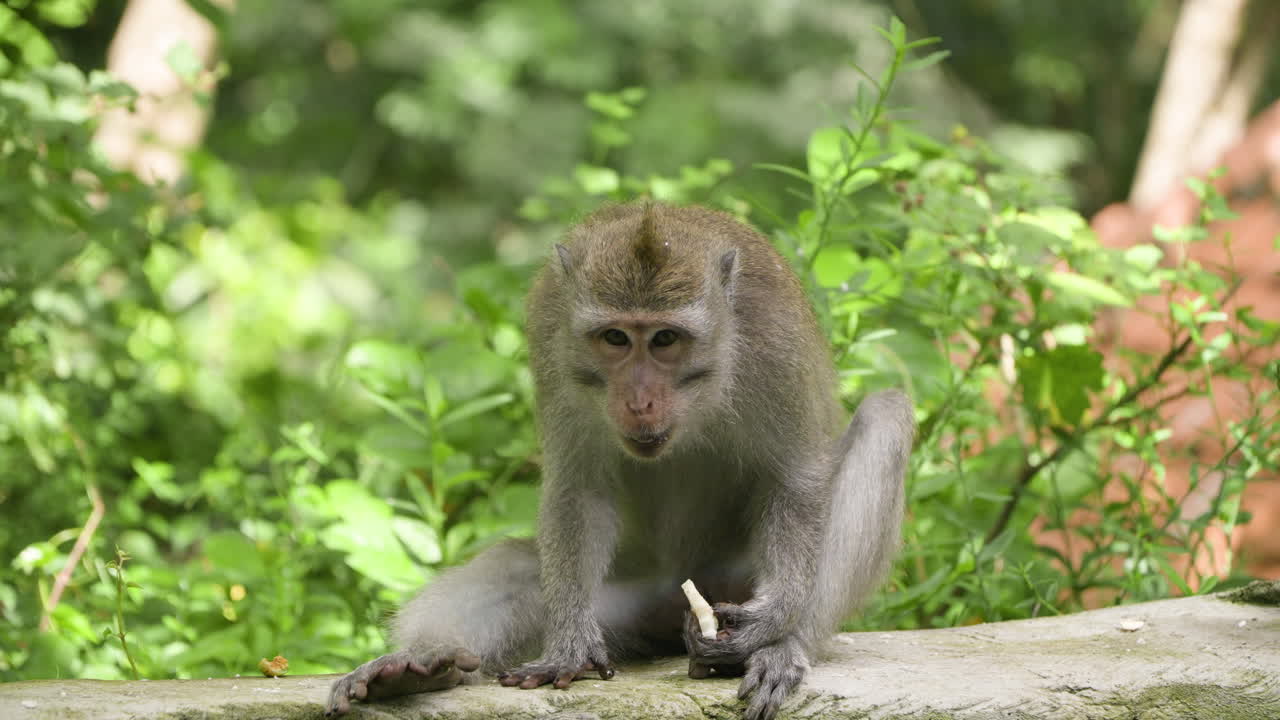 mono salvaje en la jungla del santuario del bosque de monos de ubud en bali, indonesia