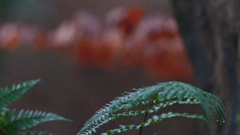 focus pull between red leaves and green fern