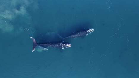 familia de ballenas migrando juntas nadando pacíficamente - vista aérea de arriba hacia abajo en cámara lenta