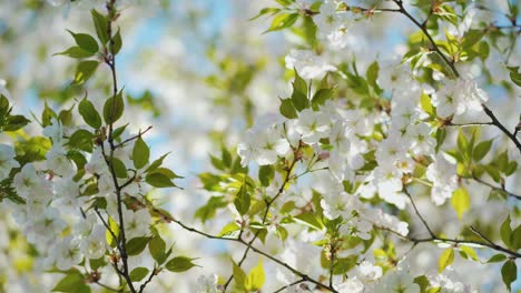 beautiful sakura tree blooming in spring