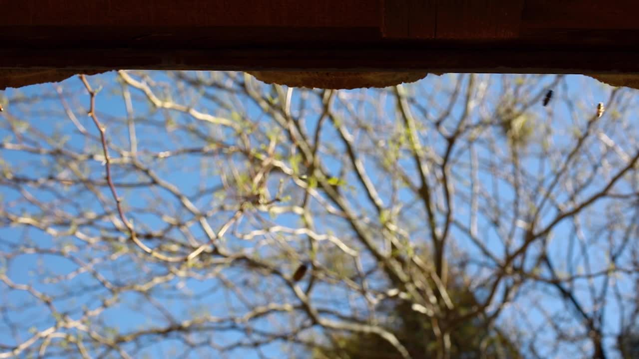View of tree branches through a gap in a wooden structure