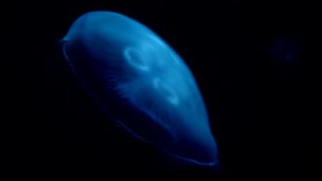 cinematic portrait of a large jellyfish