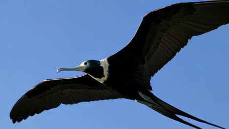 magnificent frigatebird in flight over tropical waters