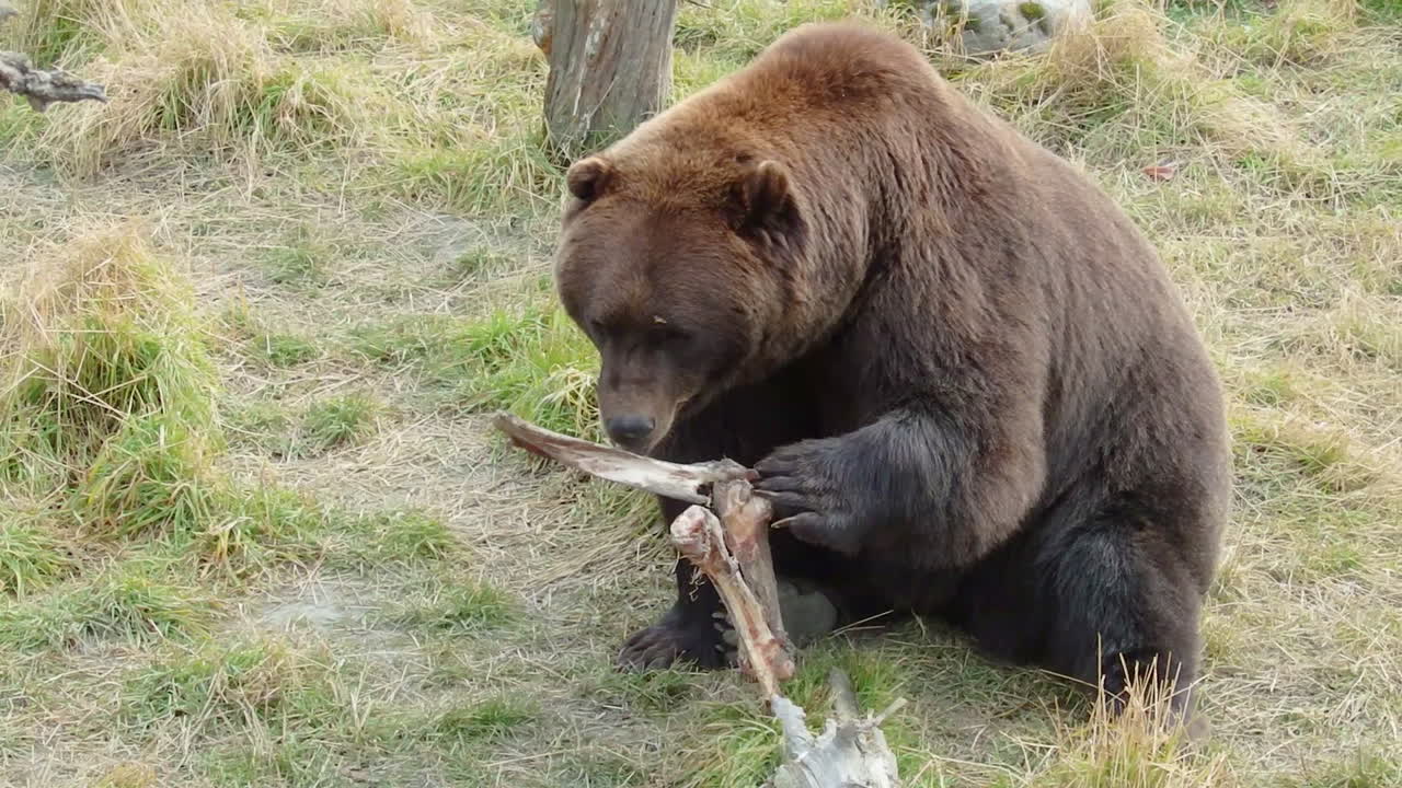 Un grande orso bruno grizzly dell'Alaska che mastica la carne da un osso