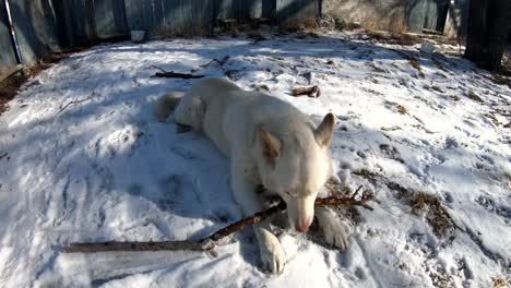 Weißer-Husky-Hund,-Der-Im-Schnee-Liegt-Und-Auf-Einem-Ast-Kaut