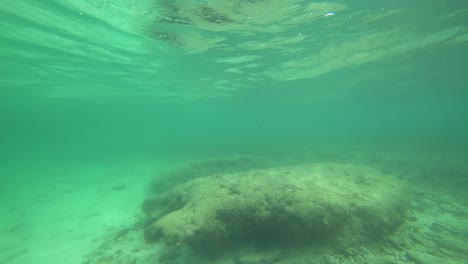 Fauna-Y-Mar-De-Fondo-Vistos-Cerca-De-Cancún