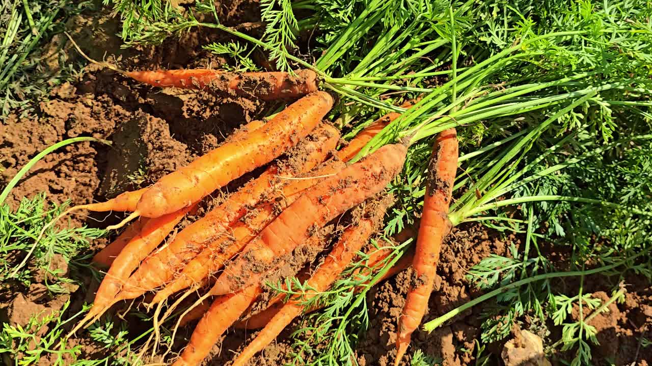 Camera moves backward away from freshly harvested carrots with soil and green tops lying on the ground in sunlight