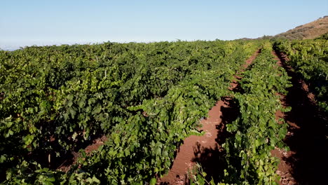 Fantastic-shot-among-vineyards-at-low-altitude