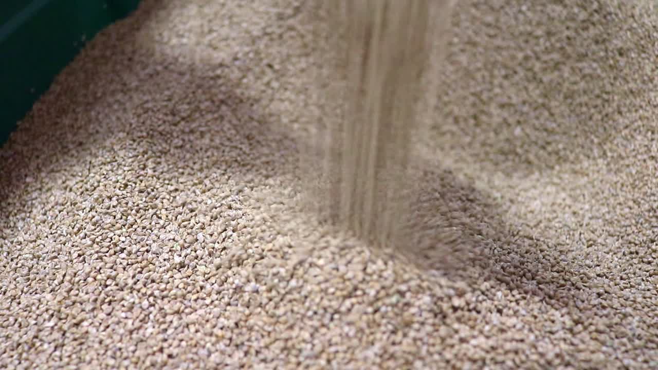 토양 건강에 관심이 있는 농부들에게 종자를 판매하고 수출하는 소규모 사업체가 판매하는 덮개 작물로 사용되는 일본 기장 종자