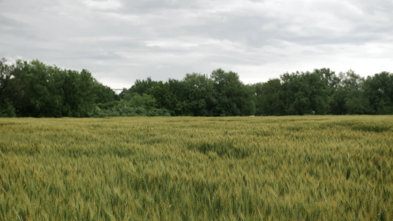Wheat field, landscape, Kansas, background, grass, green, farm, farming, farmer, grow, growing, harvest, trees, clouds, overcast, storm, rain