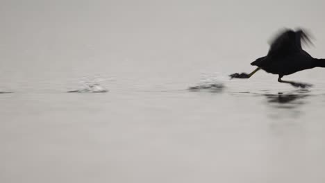 Coot-launches-running-quickly-across-water-flapping-wings-chasing-enemy-in-slow-motion