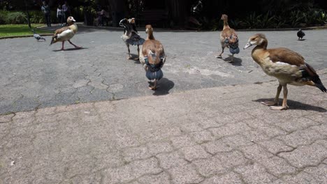gansos egipcios caminando en un parque durante el día - ángulo alto