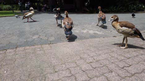 egyptian geese walking on a park at daytime - high angle