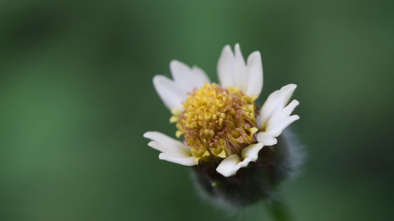 macro alejar la toma de un tridax procumbens oscilante, botones de abrigo, flor de margarita tridax junto a la brisa de verano contra un hermoso fondo verde de bokeh en un jardín botánico