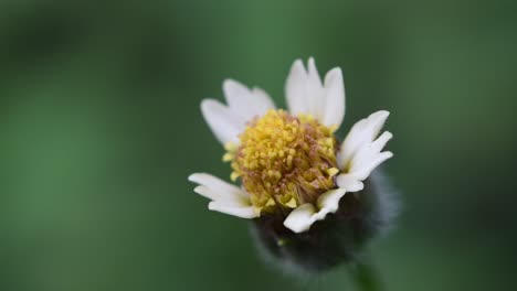 macro zoom out shot of a swaying tridax procumbens, coatbuttons, tridax daisy flower by the summer breeze against beautiful green bokeh background in a botanical garden