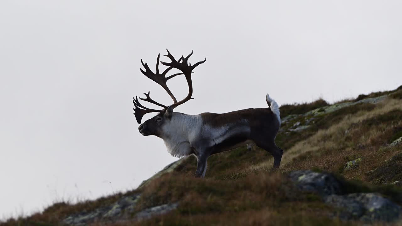 Majestic bull reindeer stands in profile on Norway mountain, looks at camera, then looks away as second animal appears.