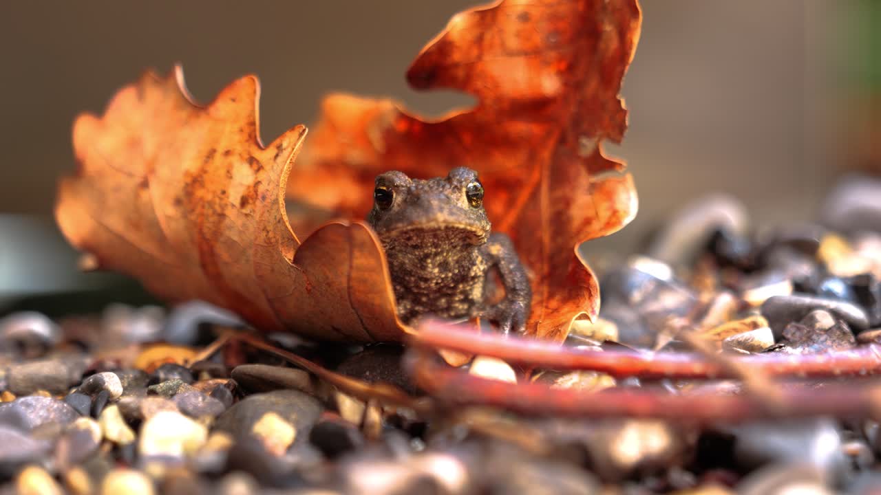 A cute tree frog sits relaxing in an oak leaf. This is a macro shot. Its eyes are clearly visible. Captured in a beautiful natural setting.