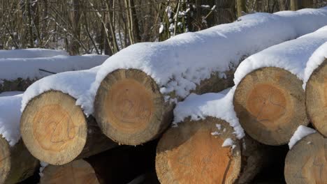 Tree trunks covered with fresh snow after felling. Beautiful sunny day in the woods.
