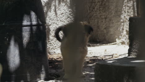 Small-cute-puppy-stands-wagging-tail-in-alley-with-objects-in-foreground