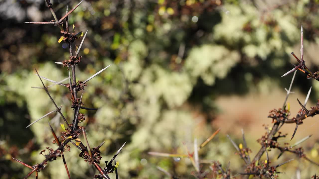 A detailed close-up of a Matagouri branch with prominent thorns, slowly panning in natural daylight against a softly blurred New Zealand background