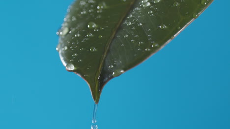 drops of water drip from the green leave down on the blue background